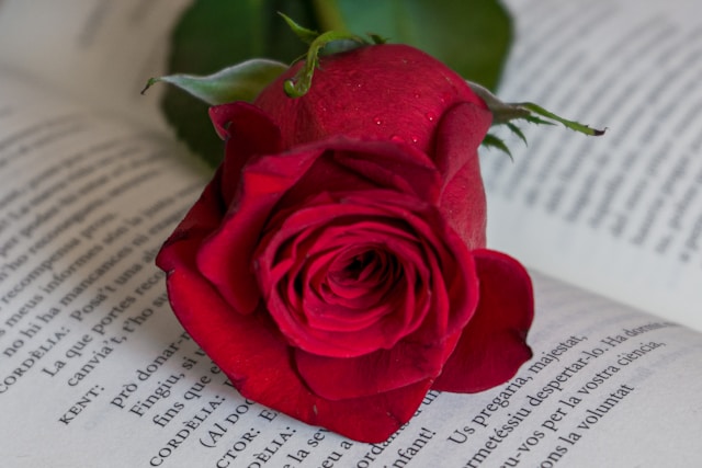 Una rosa vermella vibrant i fresca reposa delicadament sobre les pàgines obertes d’un llibre, creant una escena tranquil·la i romàntica de Sant Jordi. La rosa està en plena floració, amb els pètals ben oberts que mostren un color i una textura rics. Es poden veure gotes de rosada o aigua sobre els pètals de la rosa, afegint a la frescor de la flor. Les pàgines del llibre són blanques amb text imprès; no obstant això, no és completament llegible a causa que el focus està en la rosa. El fons està desenfocat, però sembla ser una barreja de tonalitats clares i fosques, possiblement indicant joc d’ombres i llum en l’escena.